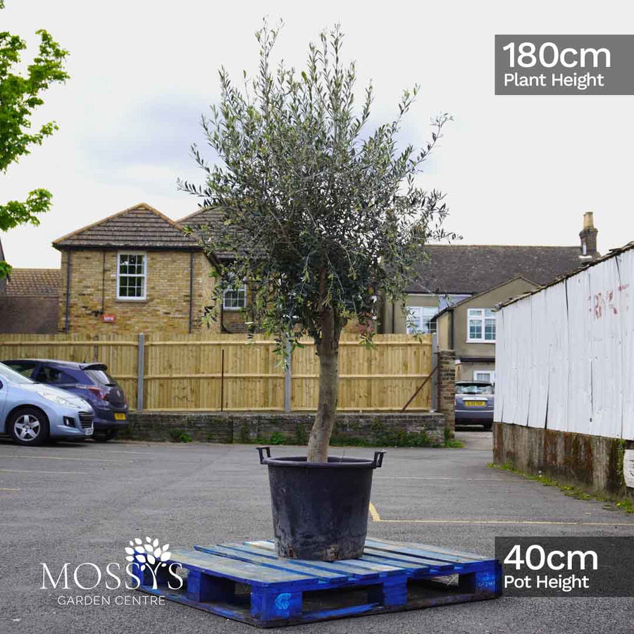 Olive tree Olea Europea 180cm 6ft tree with dimentions