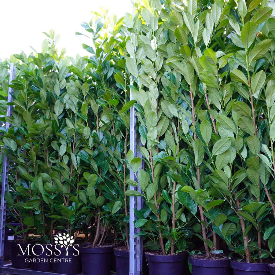 Cherry Laurel Fast Growing Evergreen Hedging (130cm-140cm)