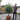 Mature Standard Olive Trees 'Olea Europaea' (190cm Inc Pot)