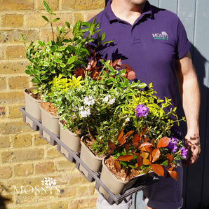 Hardy & Evergreen Shrub Mix (1L Pots)