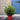 Pot Grown Norway Spruce Christmas Tree (2-3ft)