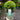 Ilex crenata ball 20cm