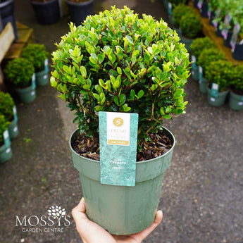 Ilex crenata ball 20cm