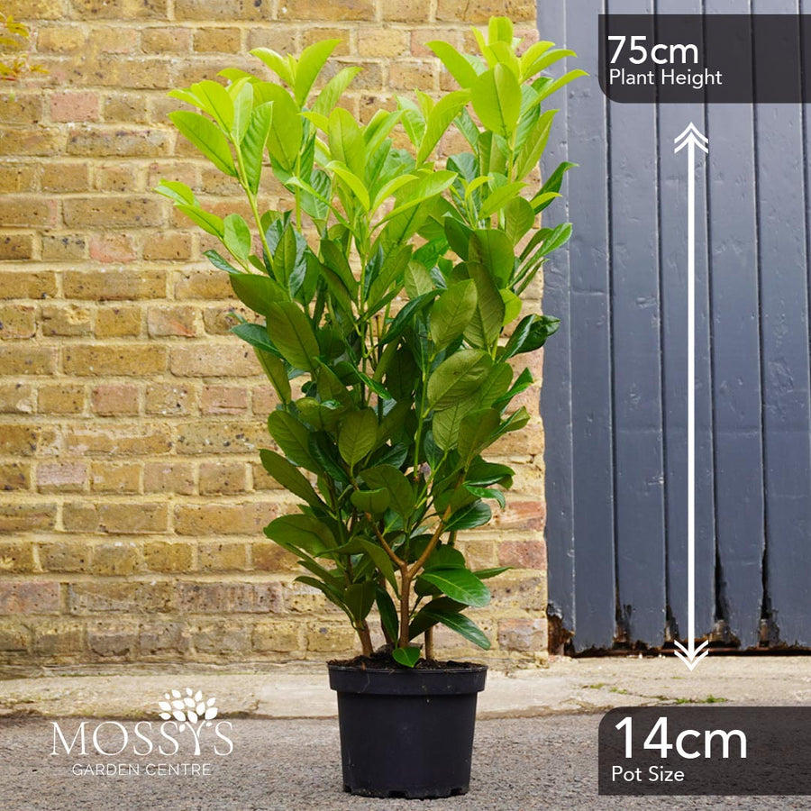 FREE Nationwide Delivery - Cherry Laurel Fast Growing Evergreen Hedging (75cm/2-3ft)