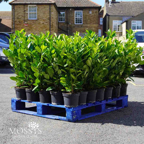 3L (60cm/2-3ft) | Cherry Laurel Hedging