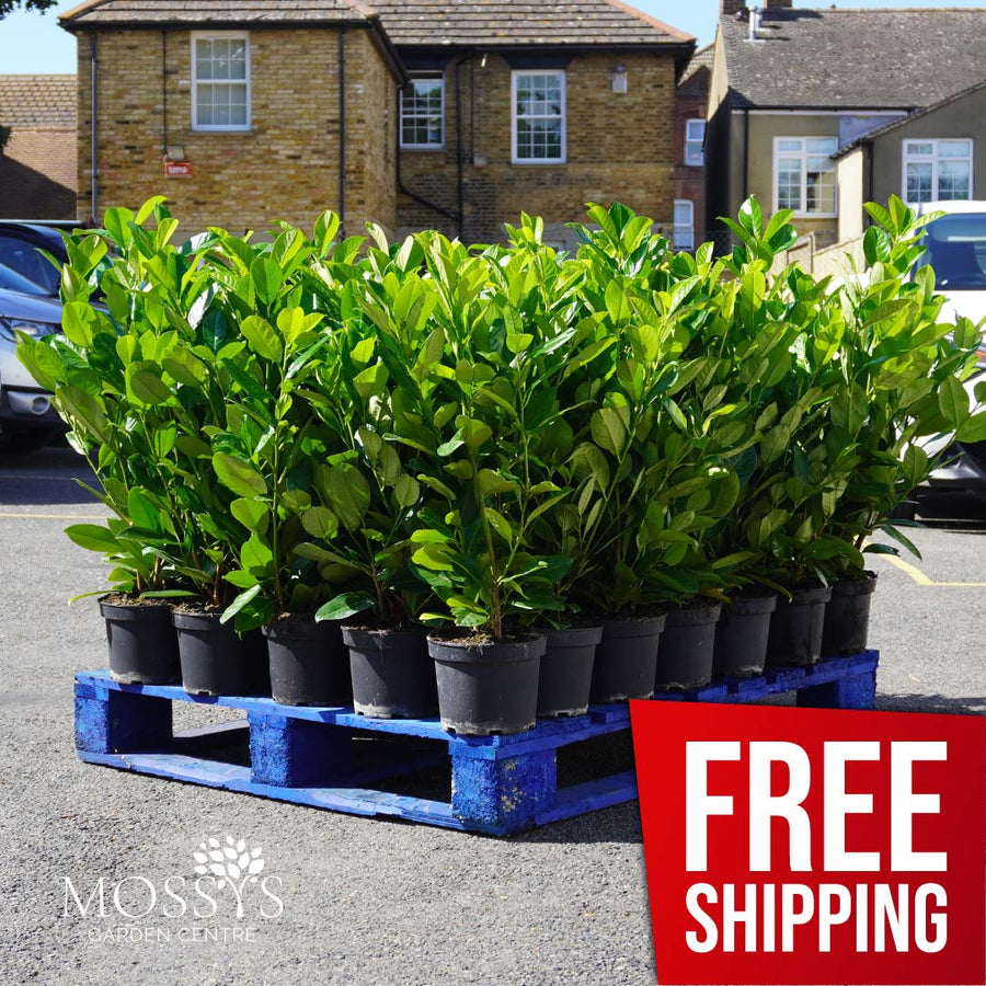 FREE Nationwide Delivery - Cherry Laurel Fast Growing Evergreen Hedging (75cm/2-3ft)