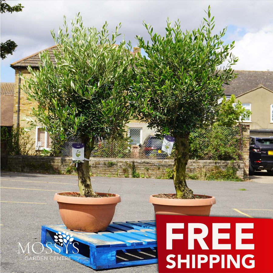 2x Large Gnarled Olive Tree FREE Nationwide Shipping  (130cm)