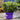 four colour hebe pot with size