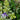 hebe mixed foliage