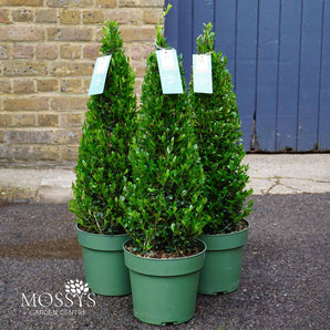Ilex Crenata cones (55cm)