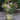 Skimmia japonica red
