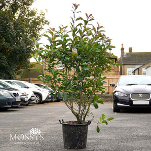 Photinia 'Red Robin' 30L Pot (150cm/5-6ft)