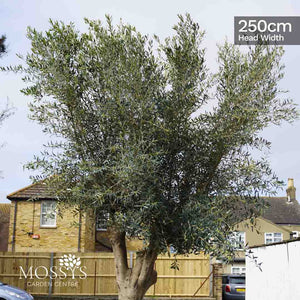 Extra Large Gnarled Olive Tree (310cm)