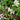 35cm Rattan Summer Hanging Baskets