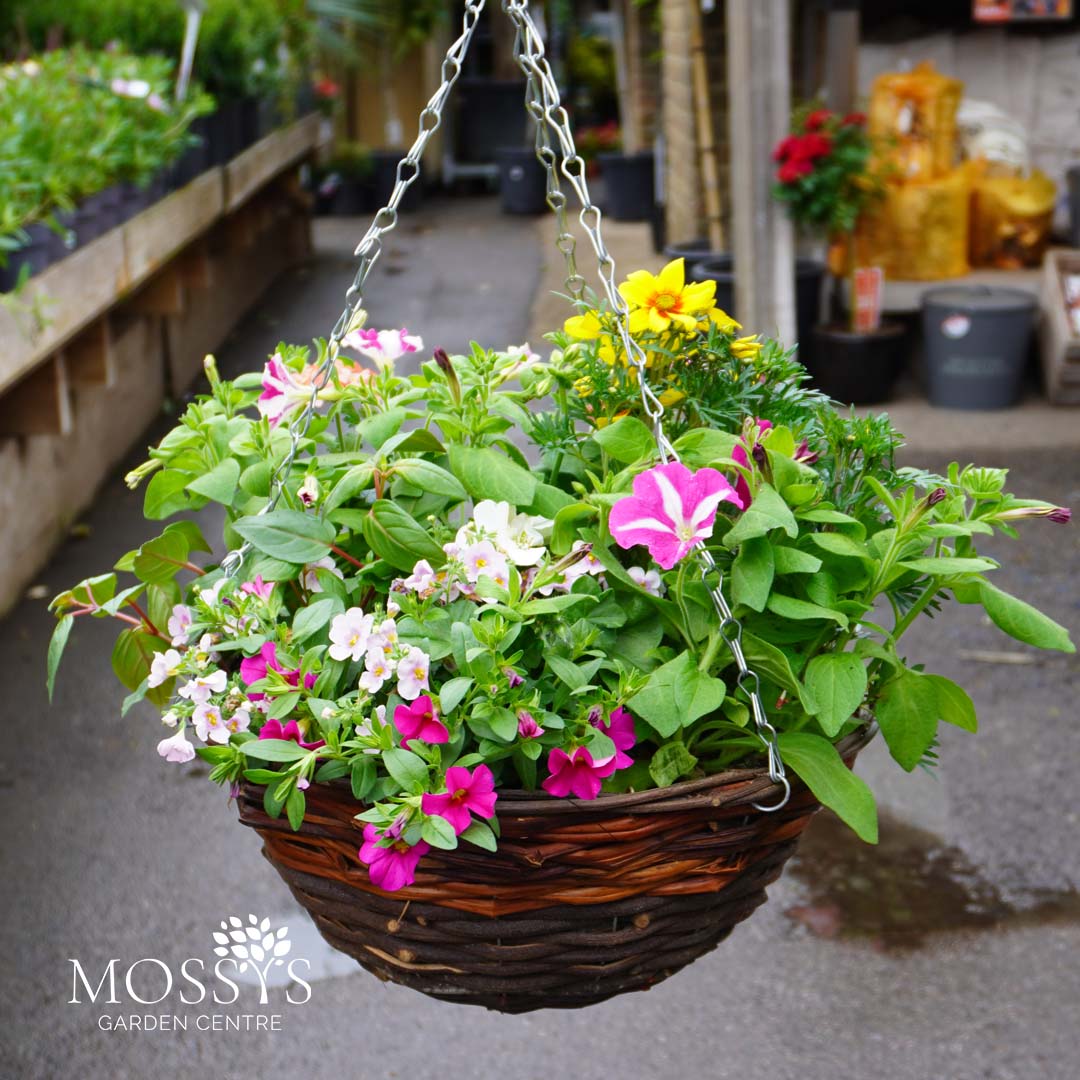 Plants & Shrubs – Mossys Garden Centre