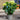 Blue Hydrangea 'Macrophylla' 3L (40cm)