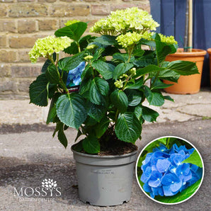 Blue Hydrangea 'Macrophylla' 3L (40cm)