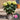 Pink Hydrangea 'Macrophylla' 3L (40cm)