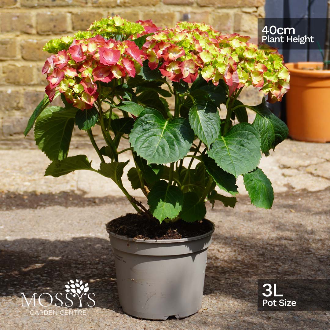 3l plant pot size Red Hydrangea 'Macrophylla' 3L (40cm) – Mossys Garden Centre