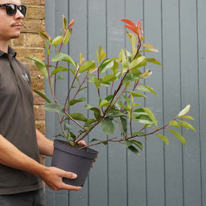 Photinia 'Red Robin' 3L (40-50cm)