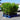 Cherry Laurel Fast Growing Evergreen Hedging (3-4ft)(5L)