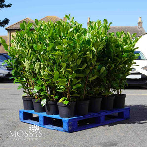 5L (3-4ft) | Cherry Laurel Hedging