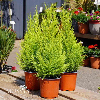 Gold crest cypress conifer evergreen shrub
