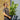  Cherry Laurel Hedging 2-3ft 3l pot