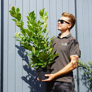 3L (2-3ft) | Cherry Laurel Hedging