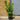  Cherry Laurel Hedging 2-3ft 3l pot