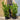 3L (2-3ft) | Cherry Laurel Hedging