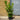 3L (2-3ft) | Cherry Laurel Hedging