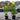 Cherry Laurel Fast Growing Evergreen Hedging (1-3ft) (3L)