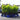 Cherry Laurel Fast Growing Evergreen Hedging (1-3ft) (3L)
