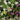 Hebe Instant Planter 4 Plant Pot (30cm)