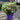 Hebe Instant Planter 4 Plant Pot (30cm)