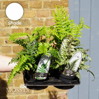 4x Hardy Ferns Mix (10cm Pot)