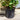30L (5-6ft) | Cherry Laurel Hedging (Rotundifolia) pot