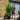 30L (5-6ft) | Cherry Laurel Hedging (Rotundifolia)