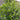 4-5ft olive tree in a 55l pot leaf tips