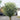 4-5ft olive tree in a 55l pot head