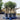 4-5ft olive tree in a 55l pot 4 on a pallet
