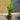 5l cherry laurels 2-3ft height