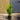 5l cherry laurels 2-3ft height