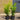 5l cherry laurels 2-3ft height