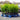 5l cherry laurels 2-3ft height on a pallet