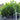 5L (60cm/2-3ft) | Cherry Laurel Hedging