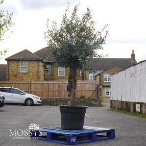 Mature Standard Olive Trees 'Olea Europaea' 65L (6-7ft)