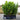 Cherry Laurel Fast Growing Evergreen Hedging (160cm/5-6ft)