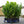 Load image into Gallery viewer, Cherry Laurel Fast Growing Evergreen Hedging (160cm/5-6ft)

